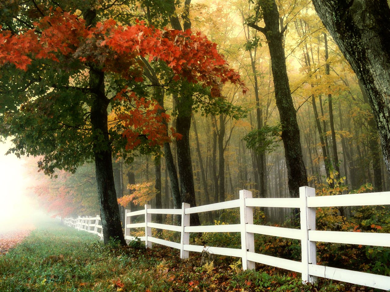 Misty morning in a rural forest with vibrant autumn foliage and a white fence.